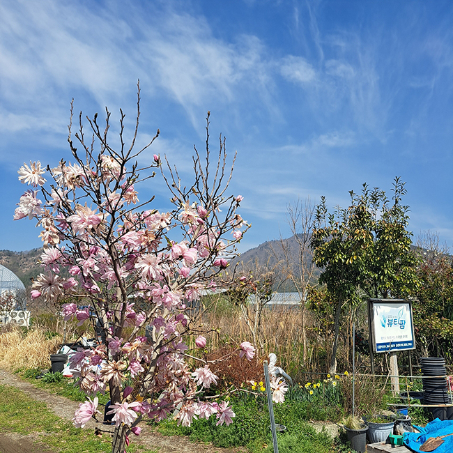 ��� �̹���